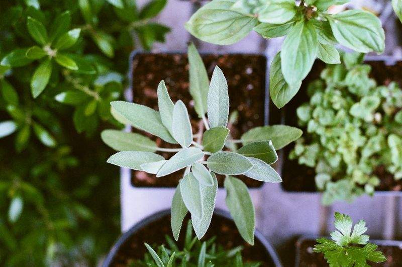 コミュニティガーデンのための季節別植物計画ワークフロー