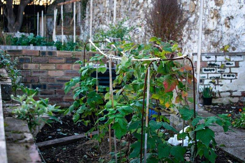 観葉植物のレンタル・管理